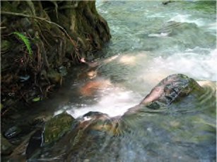 Another spring view of the same stream bed